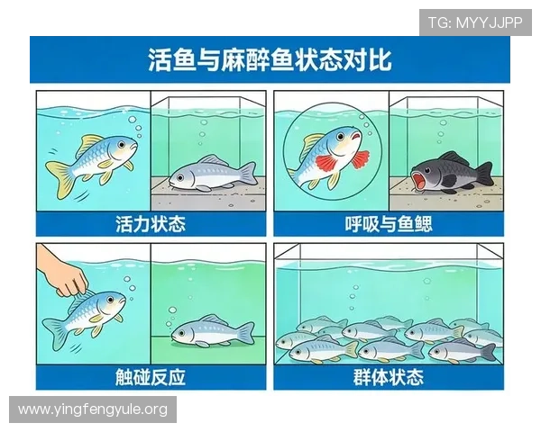 博鱼真人官方网站安全保障措施，确保每位玩家的资金与个人信息安全无忧